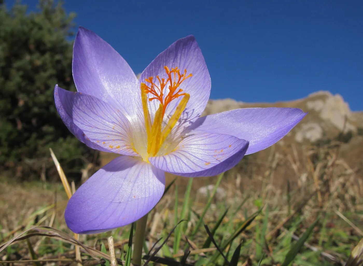 Растения россии фото описание Crocus speciosus - Image of an specimen - Plantarium