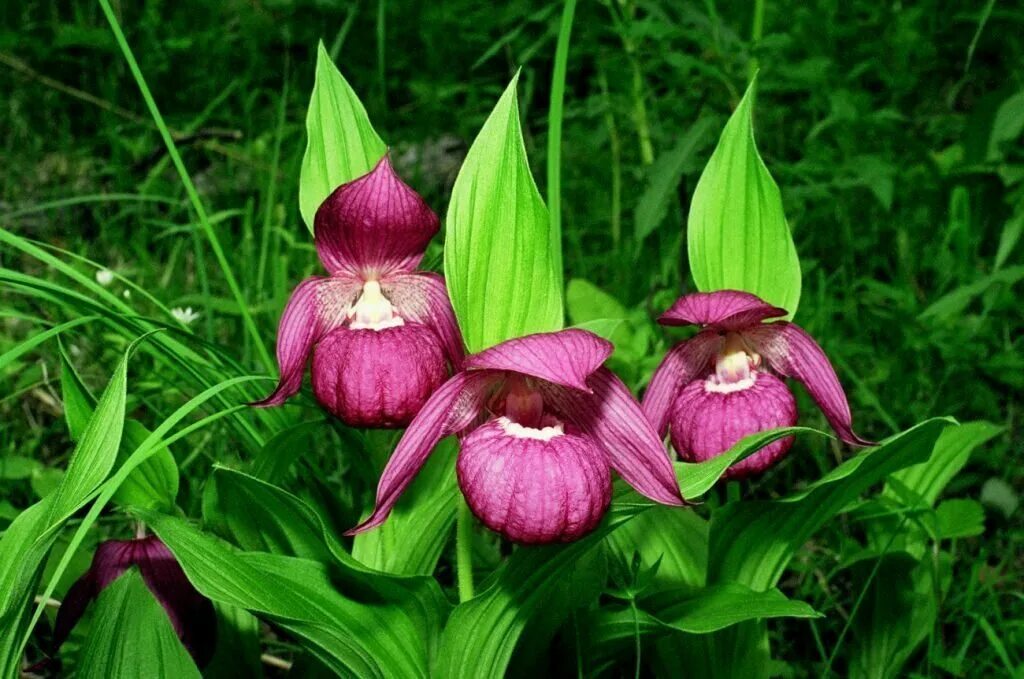 Растения россии фото описание Main causes leading to regional extinction of Red Books of Russia plants identif