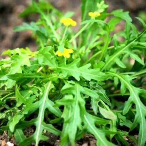 Растения руккола как выглядит DIPLOTAXIS TENUIFOLIA PERENNIAL WALL ROCKET (3000 SEEDS) eBay