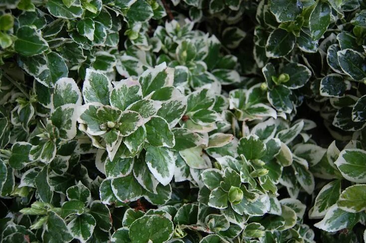 Растения с бело зелеными листьями фото Euonymus fortunei 'Emerald Gaiety' Inside plants, Small shrubs, Drought tolerant