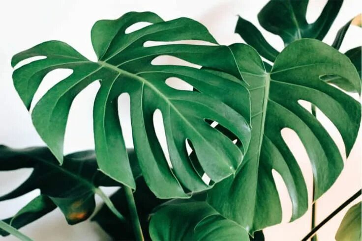 Растения с большими листьями фото How to Care for a Monstera Indoor Plant - Monstera Plant Resource Tropische plan