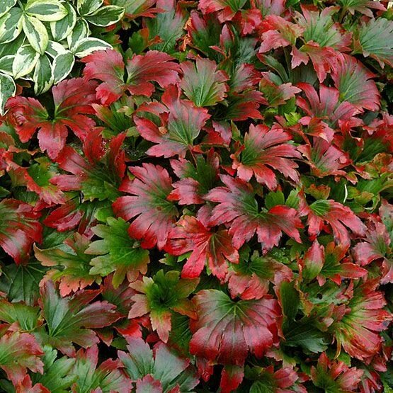 Растения с декоративной листвой для сада фото Mukdenia rossii 'Karasuba' CRIMSON FANS - Best grown in moist, fertile, well-dra