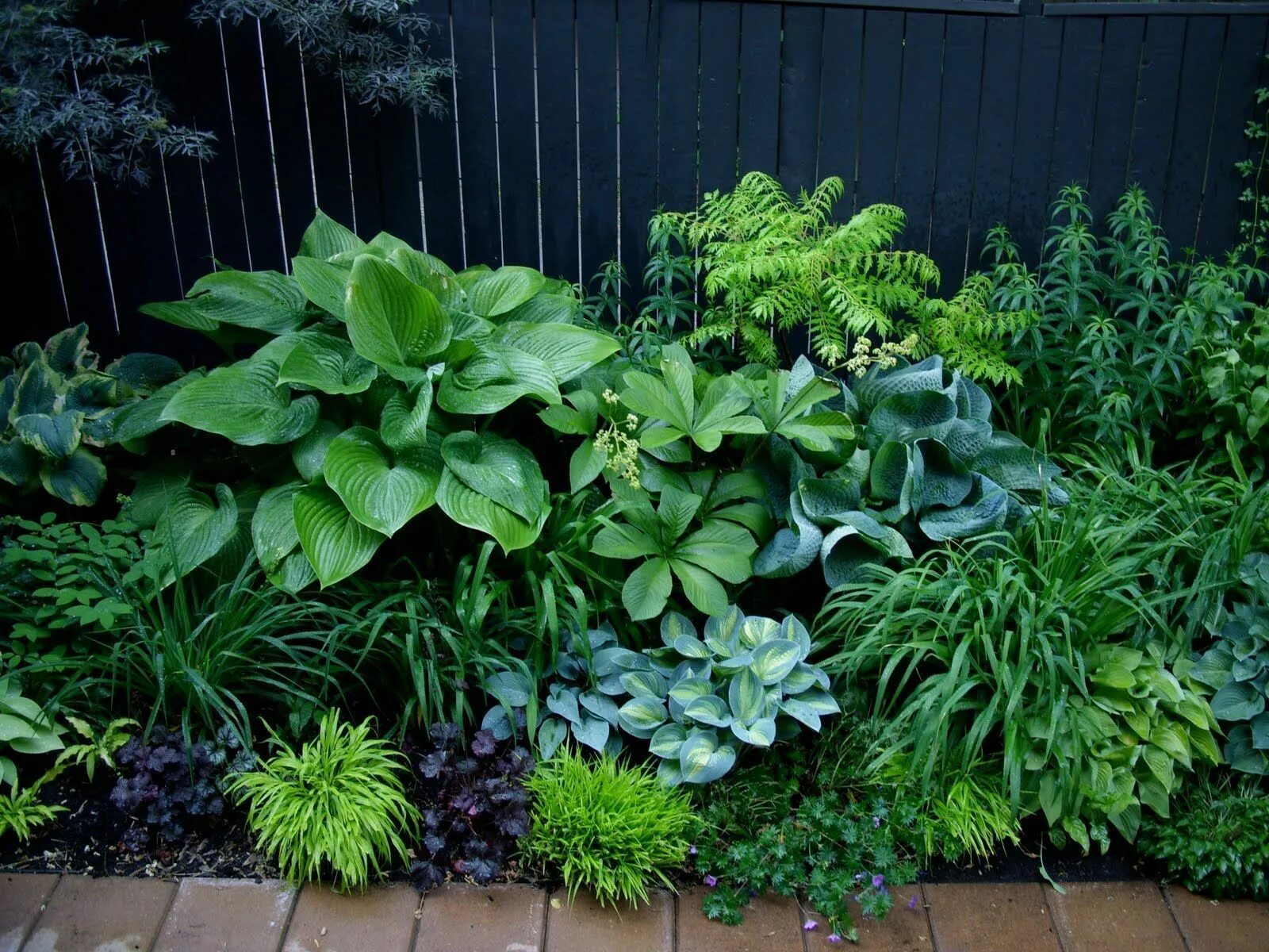 Растения с декоративной листвой для сада фото Hosta Garden Ideas 38 Jardin d'ombre, Idées jardin, Jardins