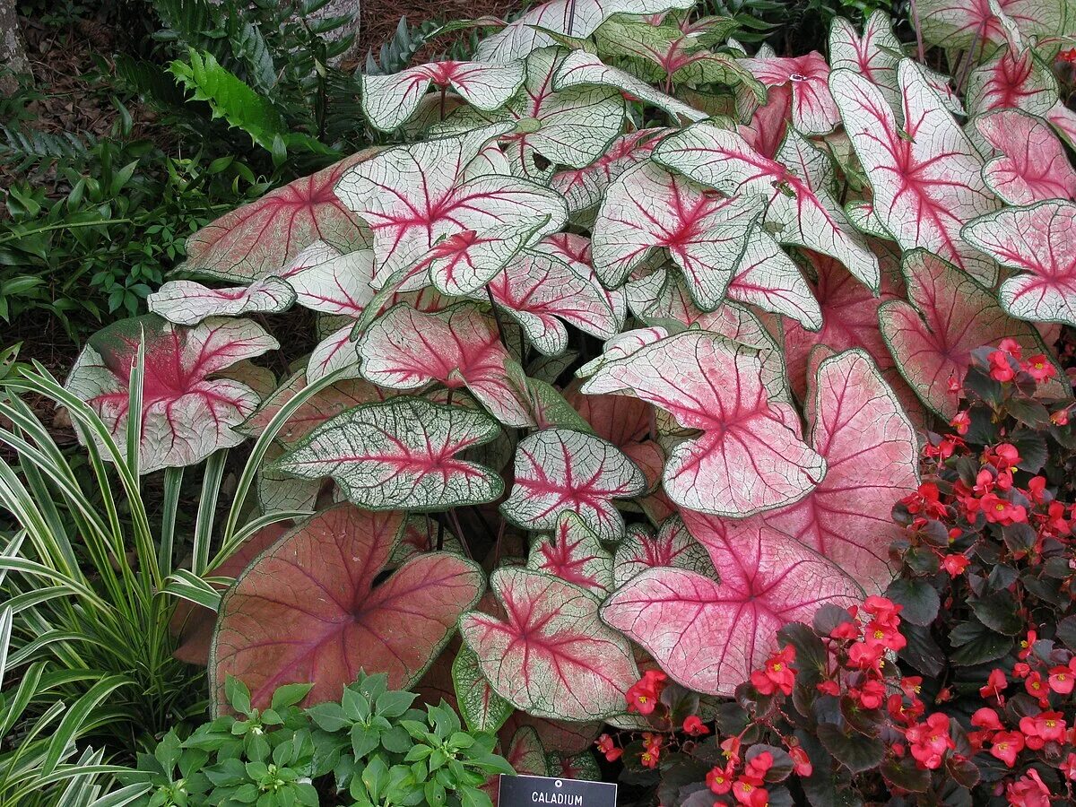 Растения с декоративными листьями фото Файл:Caladium x hortulanum.jpg - Википедия