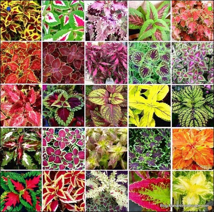 Растения с декоративными листьями фото Coleus-Cultivars.Jpg 1000990 in 2020 Shade plants, Planting flowers, Plants