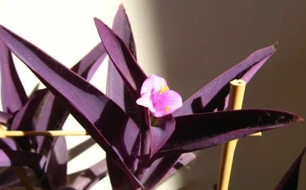 Растения с фиолетовыми листьями фото и названия Purple Queen The Lovely Plants Purple plants, Plants for hanging baskets, Purple