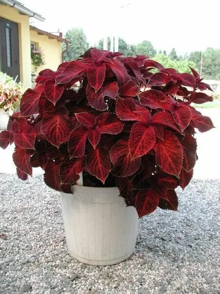 Растения с красными листьями название фото Колеус гибридный (Coleus х hybrida) "Wizard" (velvet red) (ячейка 6) Сибирские г