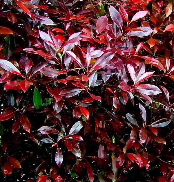 Растения с красными листьями название фото Photinia Red Robin by Linda Chambers in 2022 Photinia red robin, Red plants, Fro