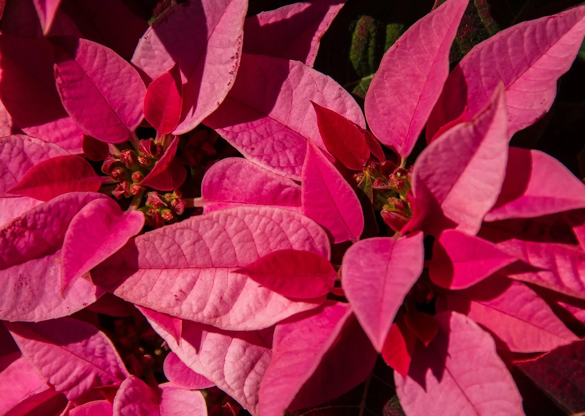 Растения с красными листьями название фото Poinsettias, The History You Never Knew - Creative Plant Designs