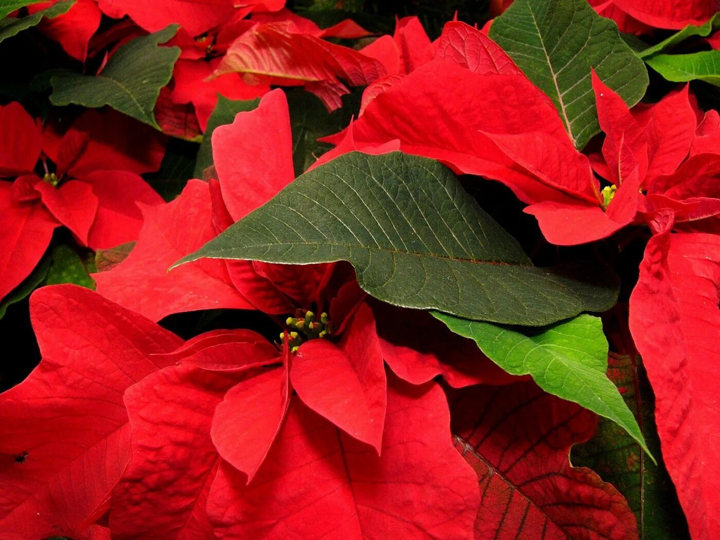 Растения с красными листьями название фото Download wallpaper 1400x1050 poinsettia, flower, leaf, close-up standard 4:3 hd 