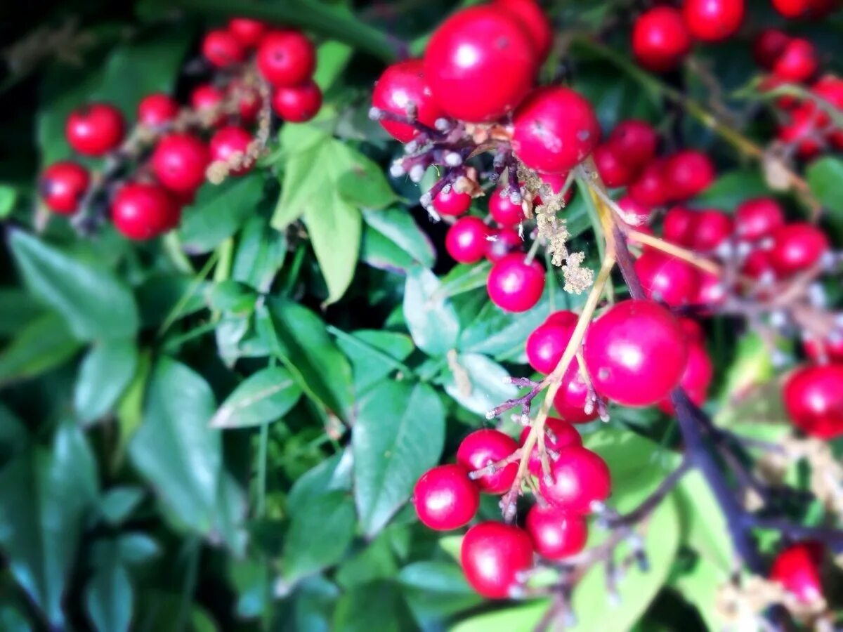 Растения с красными ягодами фото Free Images : tree, branch, blossom, fruit, berry, flower, food, red, produce, e