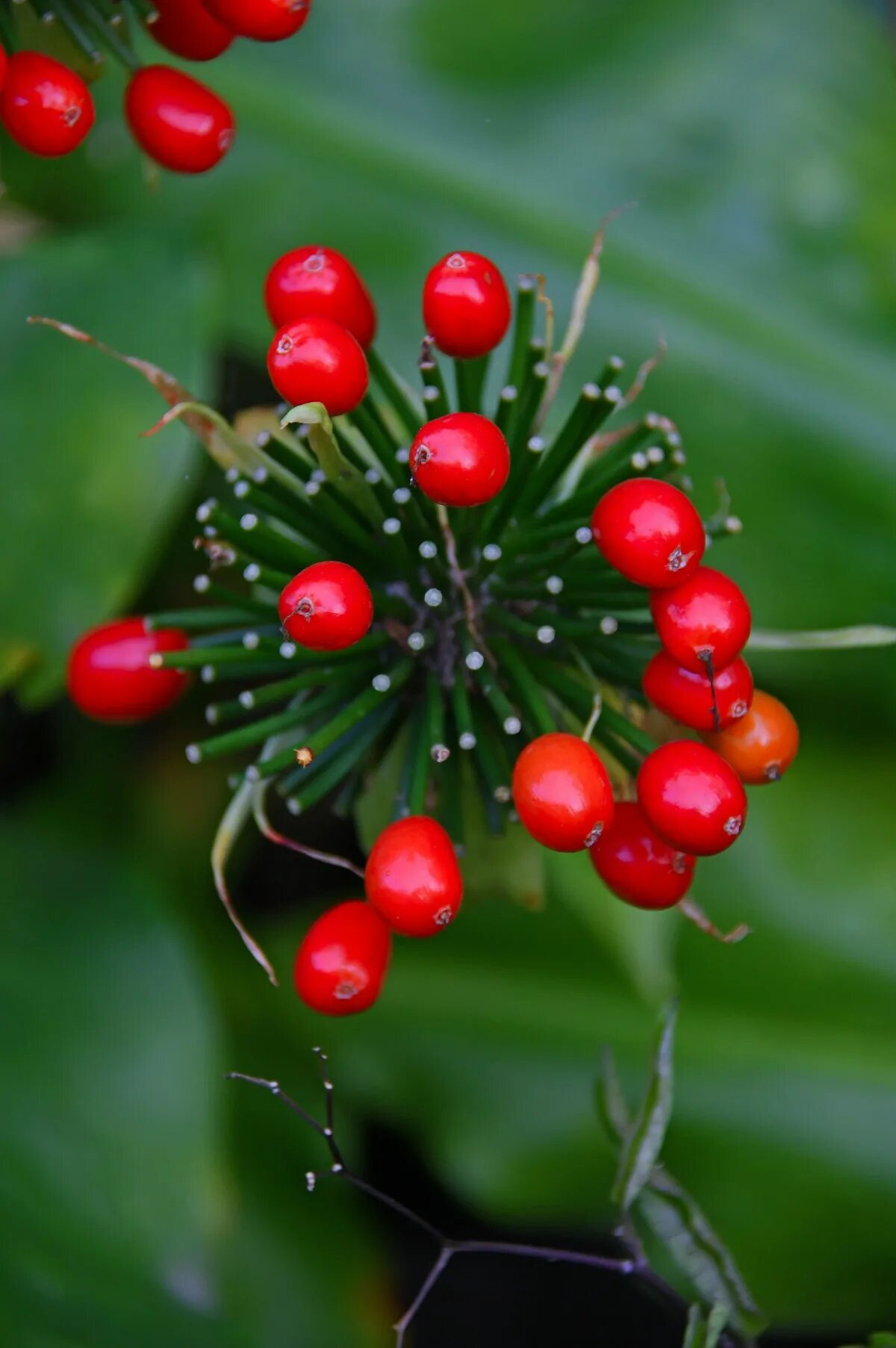 Best hedging plants for shade Hedging plants, Shade plants, Backyard fences