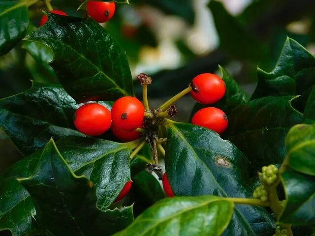 Растения с красными ягодами фото Berries Butcher'S Broom Flora - Free photo on Pixabay Tomato seeds, Seeds, Growi