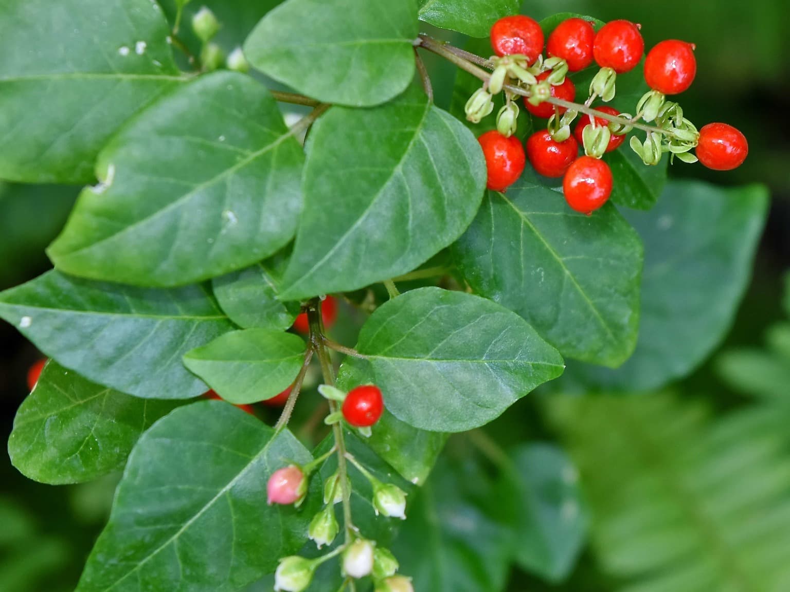 Растения с красными ягодами фото Free picture: nature, berry, shrub, branch, leaf, berries, plant, summer