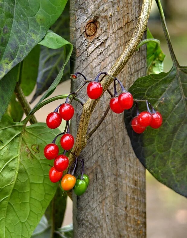 Растения с красными ягодами фото Solanum kitagawae - Image of an specimen - Plantarium