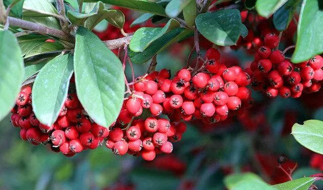 Растения с красными ягодами фото и названия Pin by Quốc Trung Hoàng on canon 80d Red peppercorn, Peppercorn, Condiments