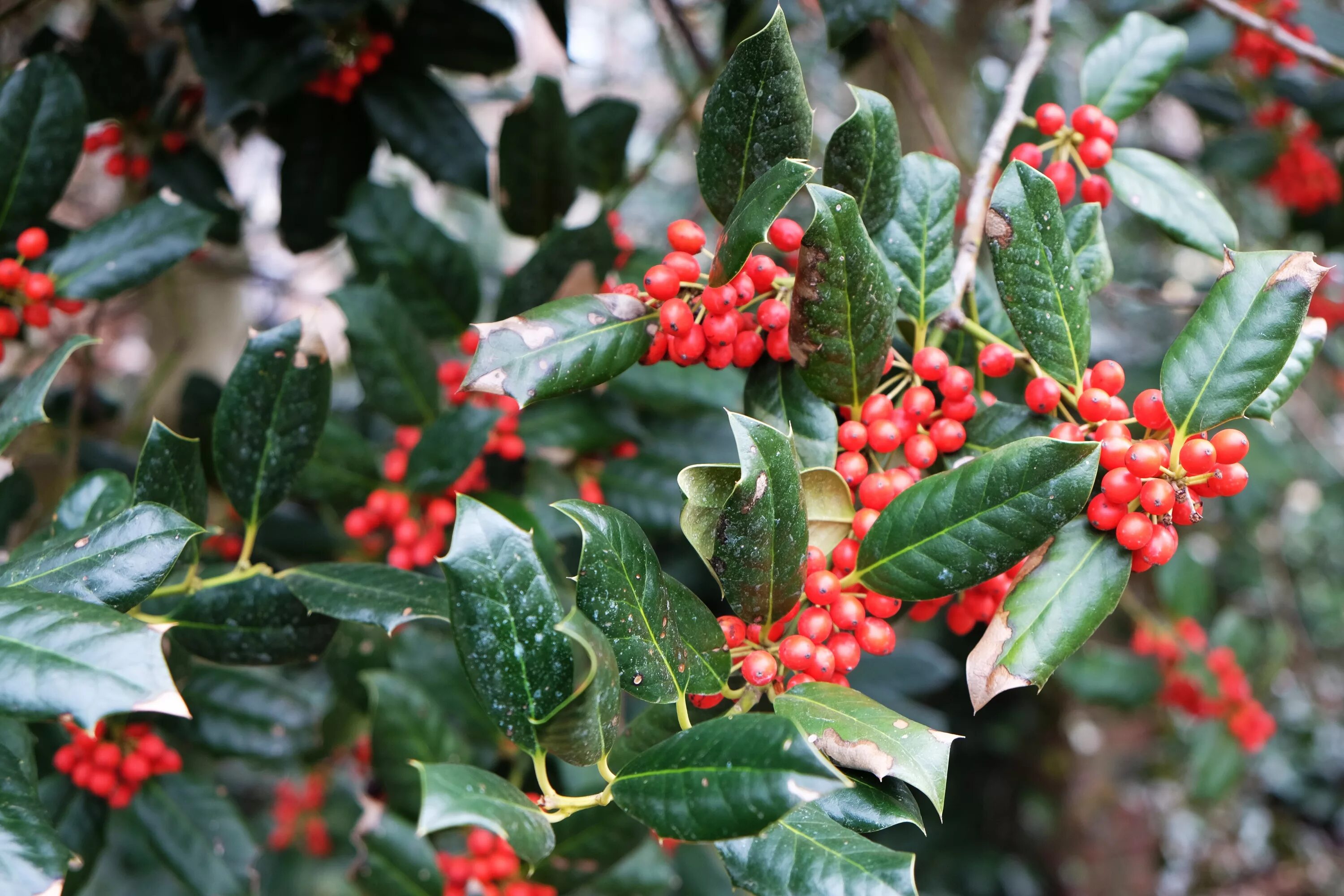 Растения с красными ягодами фото и названия Free Images : berry, leaf, flower, food, red, produce, evergreen, botany, flora,