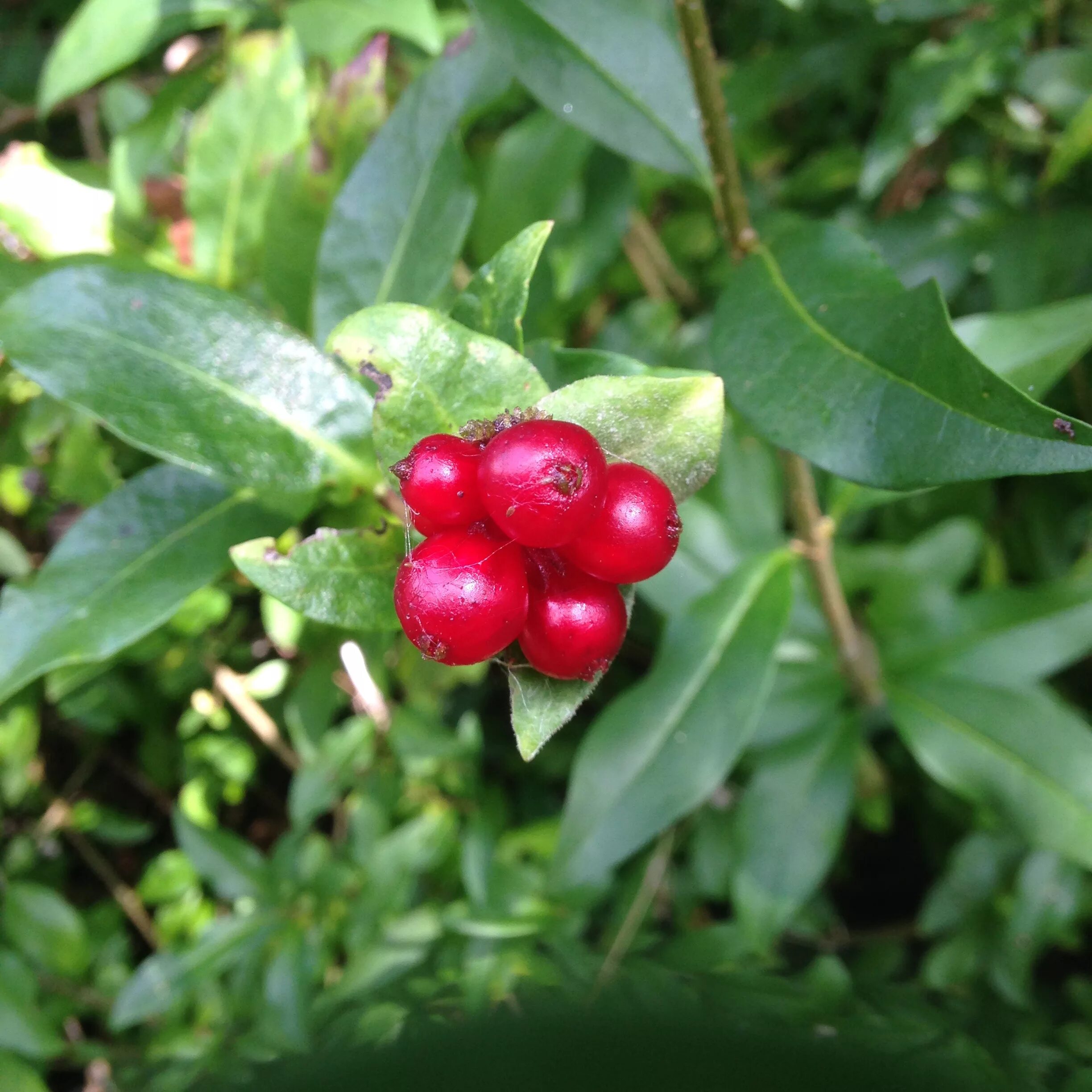 Растения с красными ягодами фото и названия Free Images : nature, fruit, berry, sweet, leaf, flower, food, green, red, produ