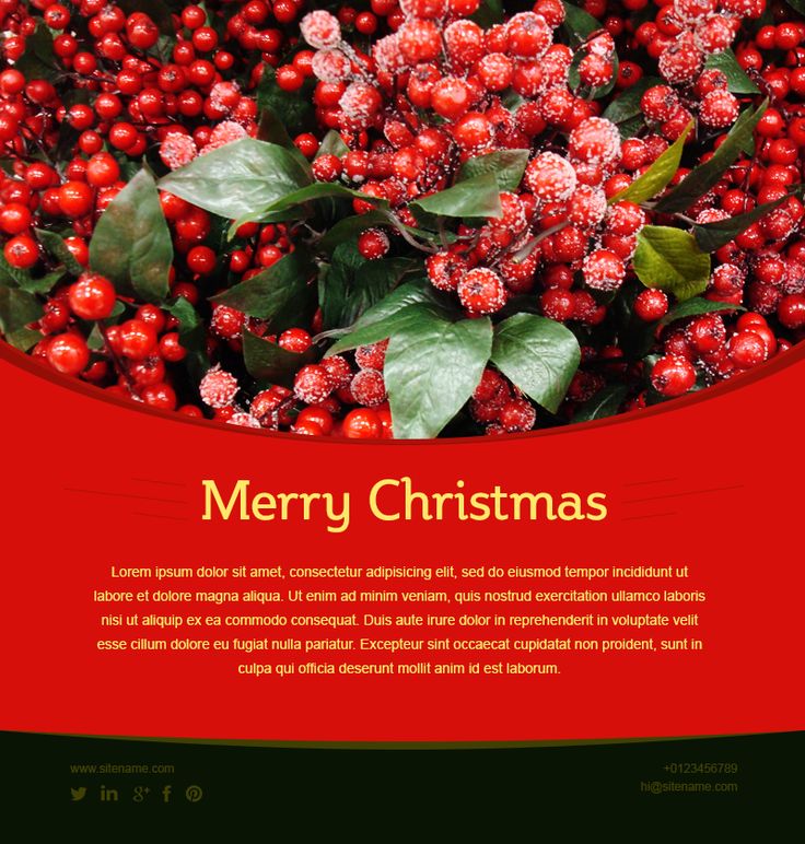 Растения с красными ягодами фото и названия Christmas Template www.emercury.net #merrychristmastemplate #christmastemplatesa