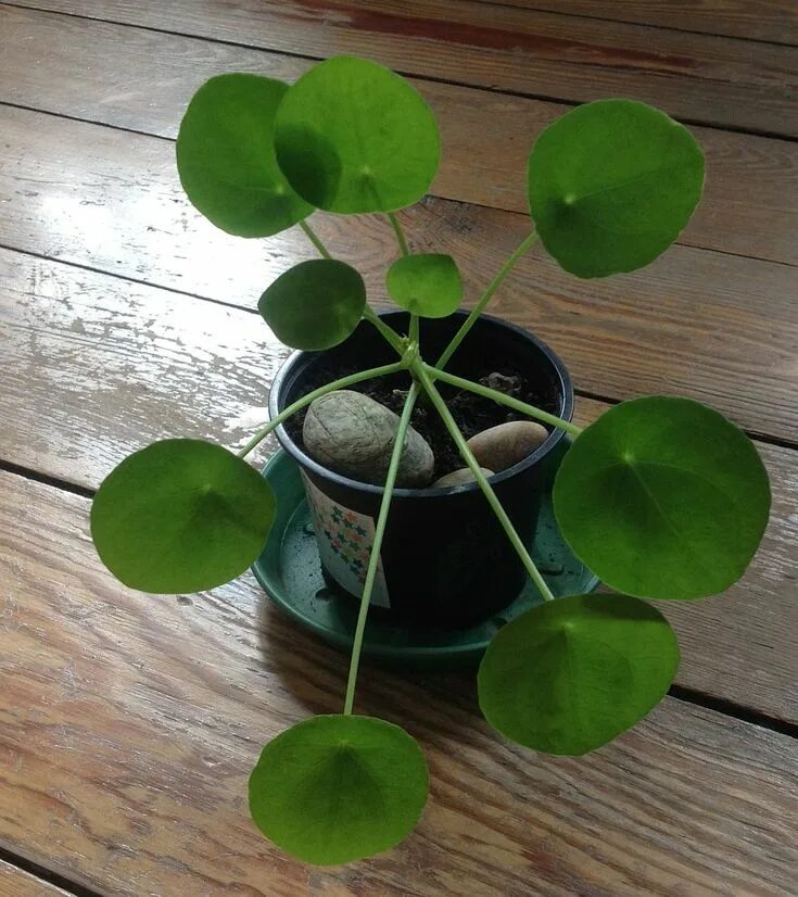 Растения с круглыми листьями фото Money plant because its leaves (round, flat, heart-shaped, dark green, and plump