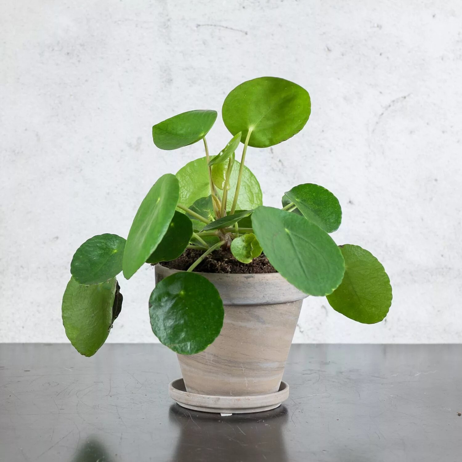 Растения с круглыми листьями фото Le Peperomia Pilea est une très jolie plante zen et très Feng Shui à avoir chez 