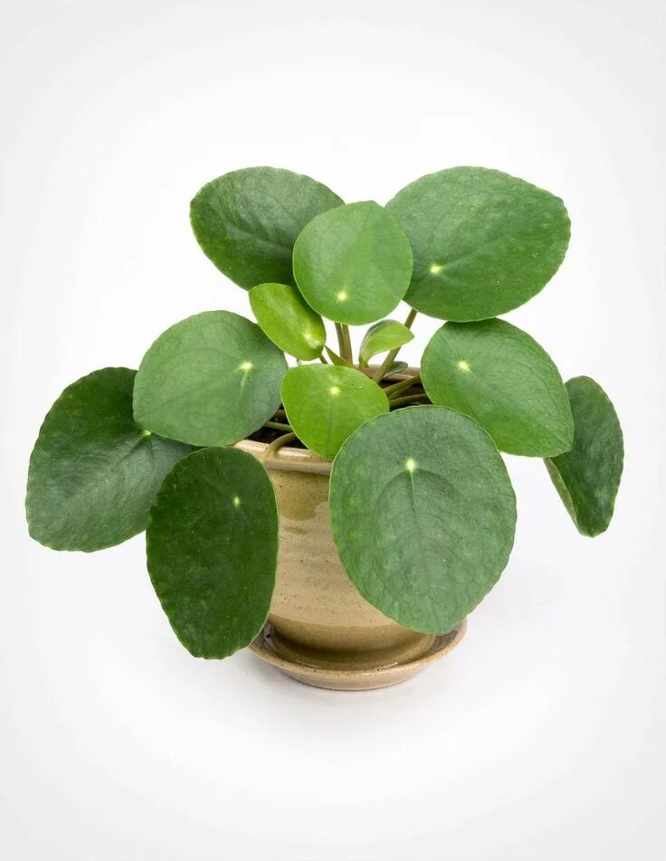 Растения с круглыми листьями фото Gardening 101: Pilea - Gardenista Chinese money plant, Plants, Money plant