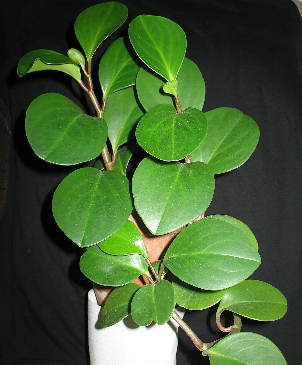 Растения с круглыми листьями фото File:Peperomia obtusifolia Guadeloupe.JPG - Wikipedia