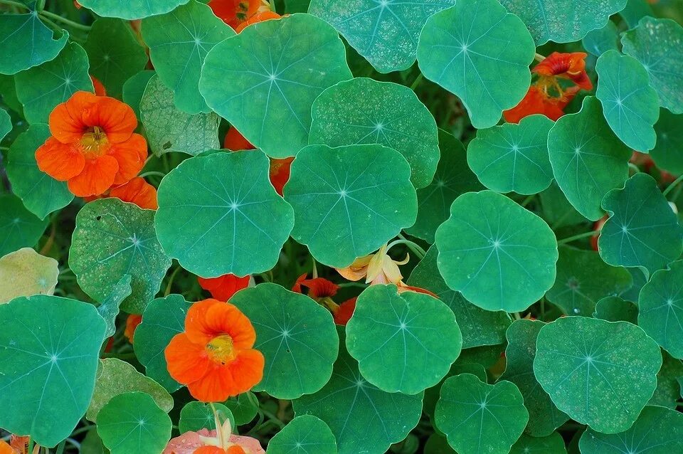 File:Nasturtiums green.jpg - Wikimedia Commons