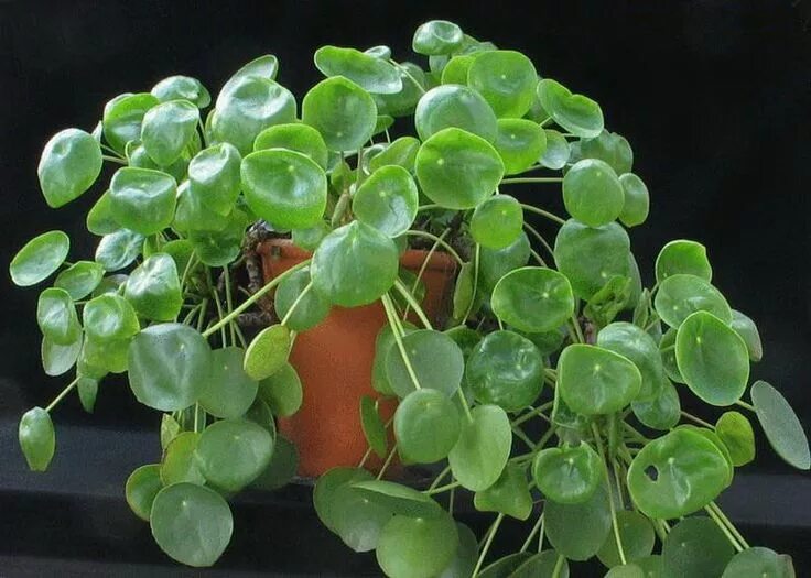 Растения с круглыми листьями фото Пилея (Pilea). Описание, виды и уход за пилеей Флористика на "Добро ЕСТЬ!" Plant