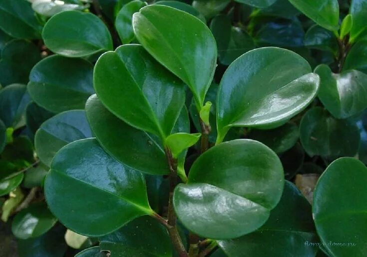 Растения с круглыми листьями фото Пеперомия магнолиелистная (Peperomia magnoliaefolia) Peperomia plant, Plants, Tr