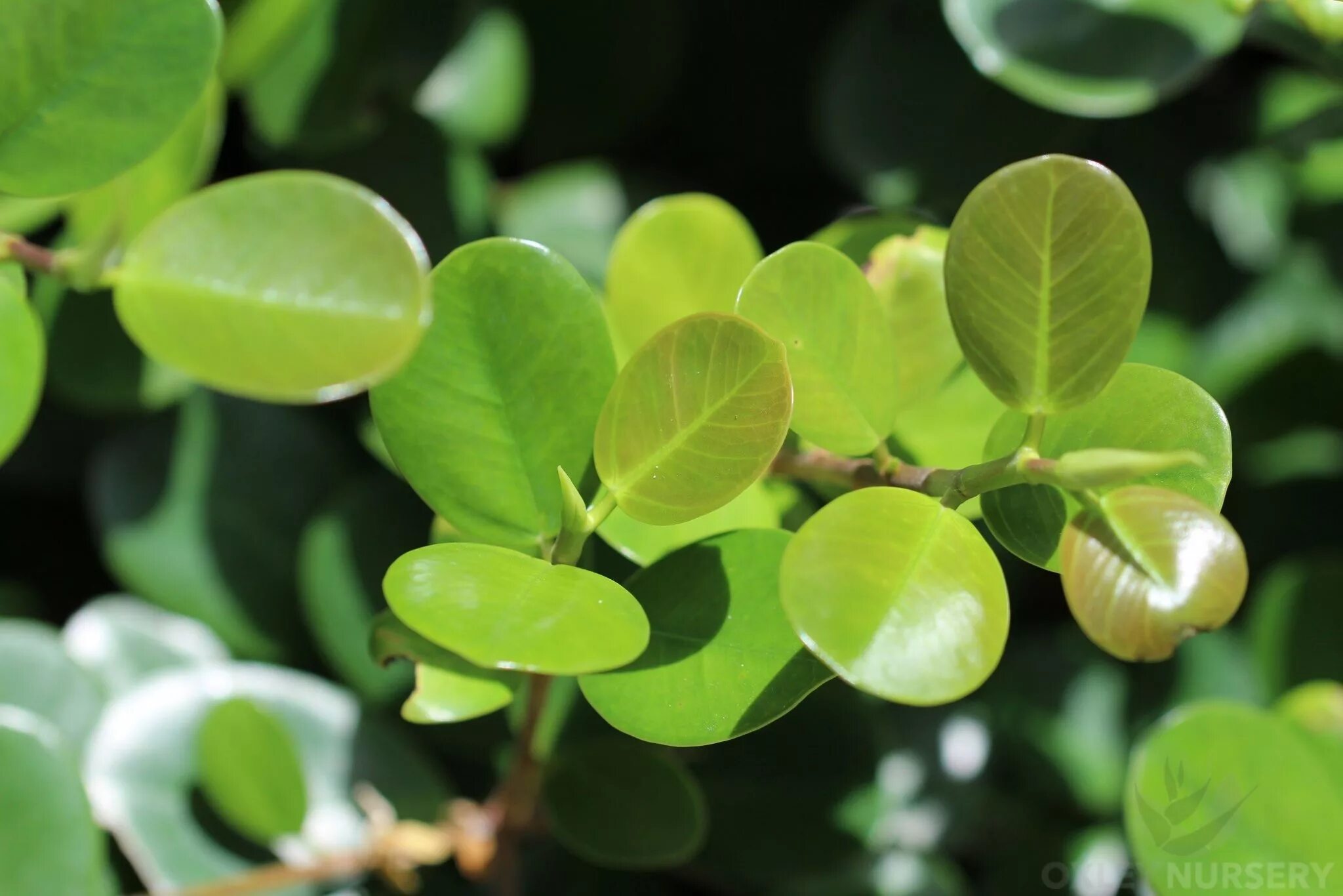 Растения с круглыми листьями фото Green Island Fig - Ficus microcarpa - Oxley Nursery Brisbane