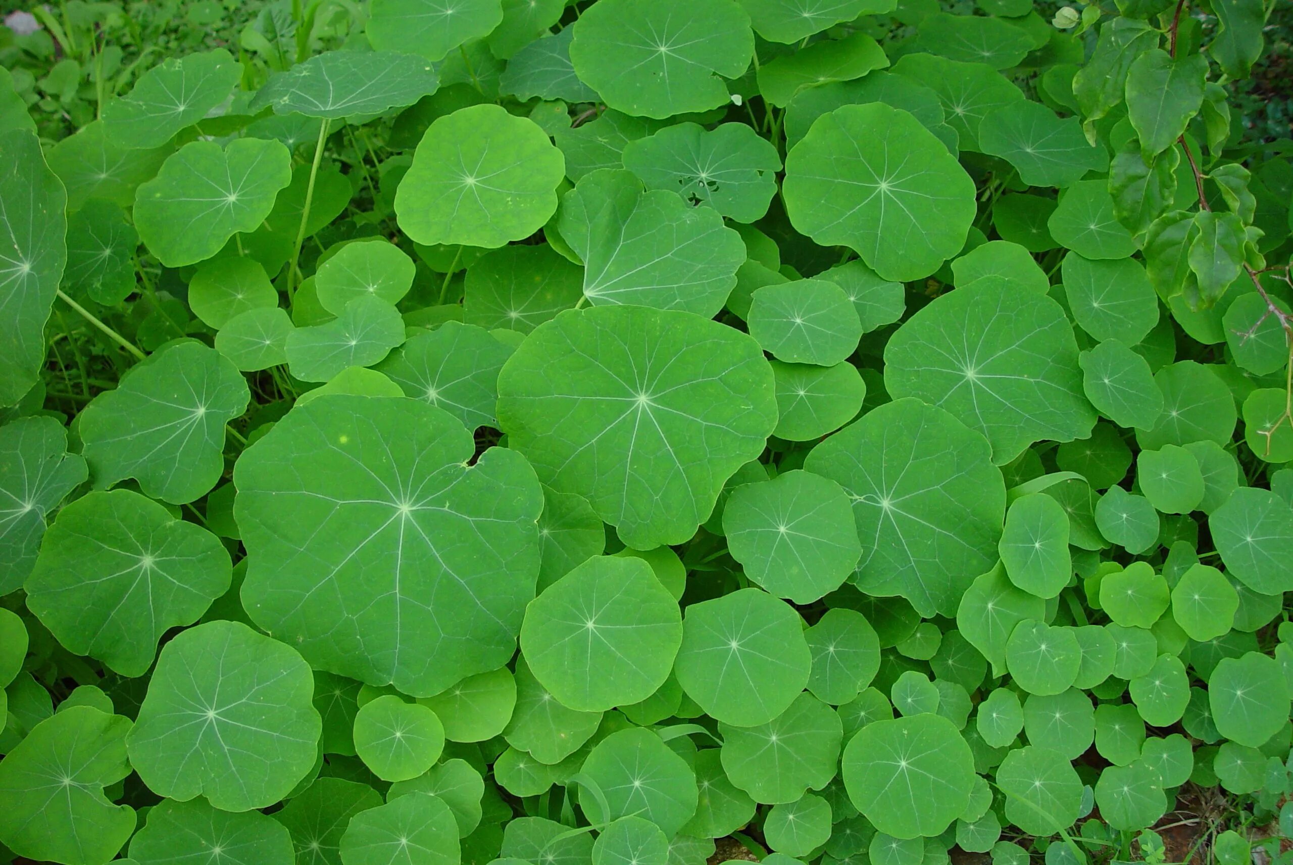 Растения с круглыми листьями фото File:Nasturtiums green.jpg - Wikimedia Commons