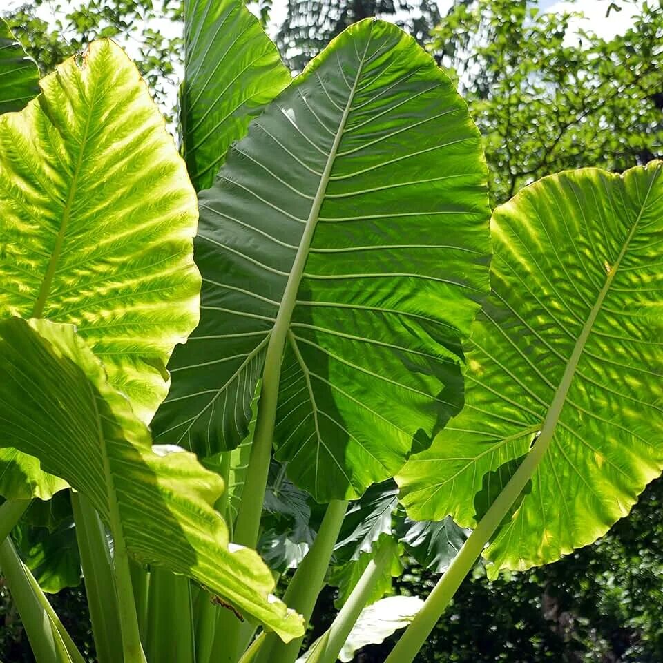 Растения с крупными листьями фото Amazon.com: Elephant Ear Plants For Sale