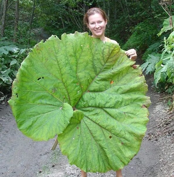 Растения с крупными листьями фото WHITEBOARD Belokopytnik (Petasites) is a herbaceous perennial plant from the Ast