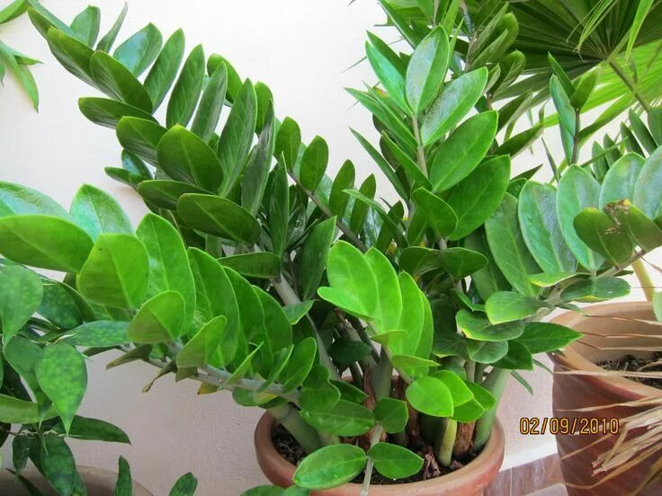 Растения с мясистыми листьями фото Zamioculcas zamiifolia - rastlina peňazí a šťastia Low light plants, Plants, Ind