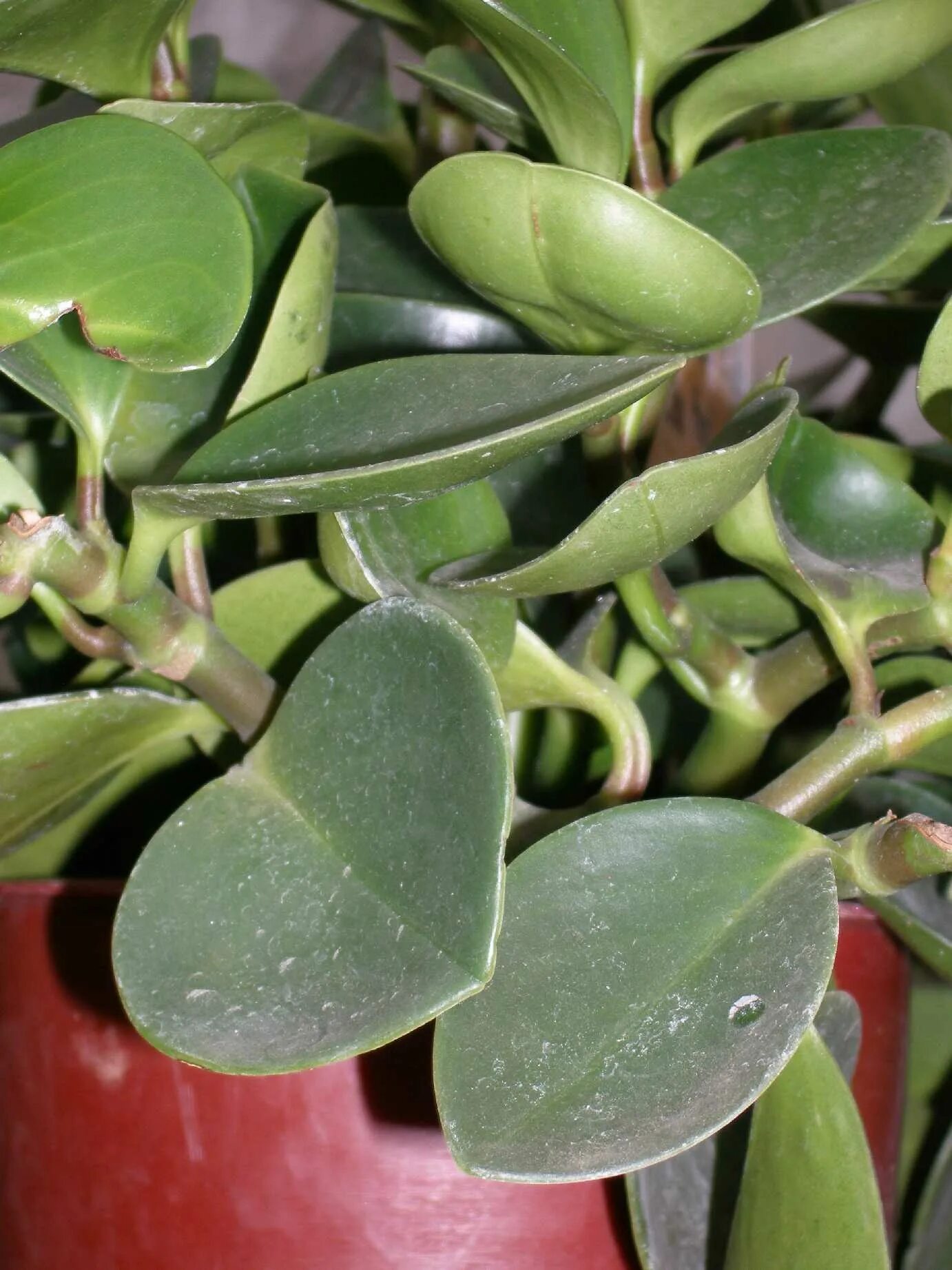 Растения с мясистыми листьями фото Peperomia obtusifolia Коллекционные растения