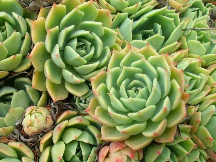 Растения с мясистыми листьями фото Everything You Need To Know About Echeverias Succulent landscaping, Pool plants,