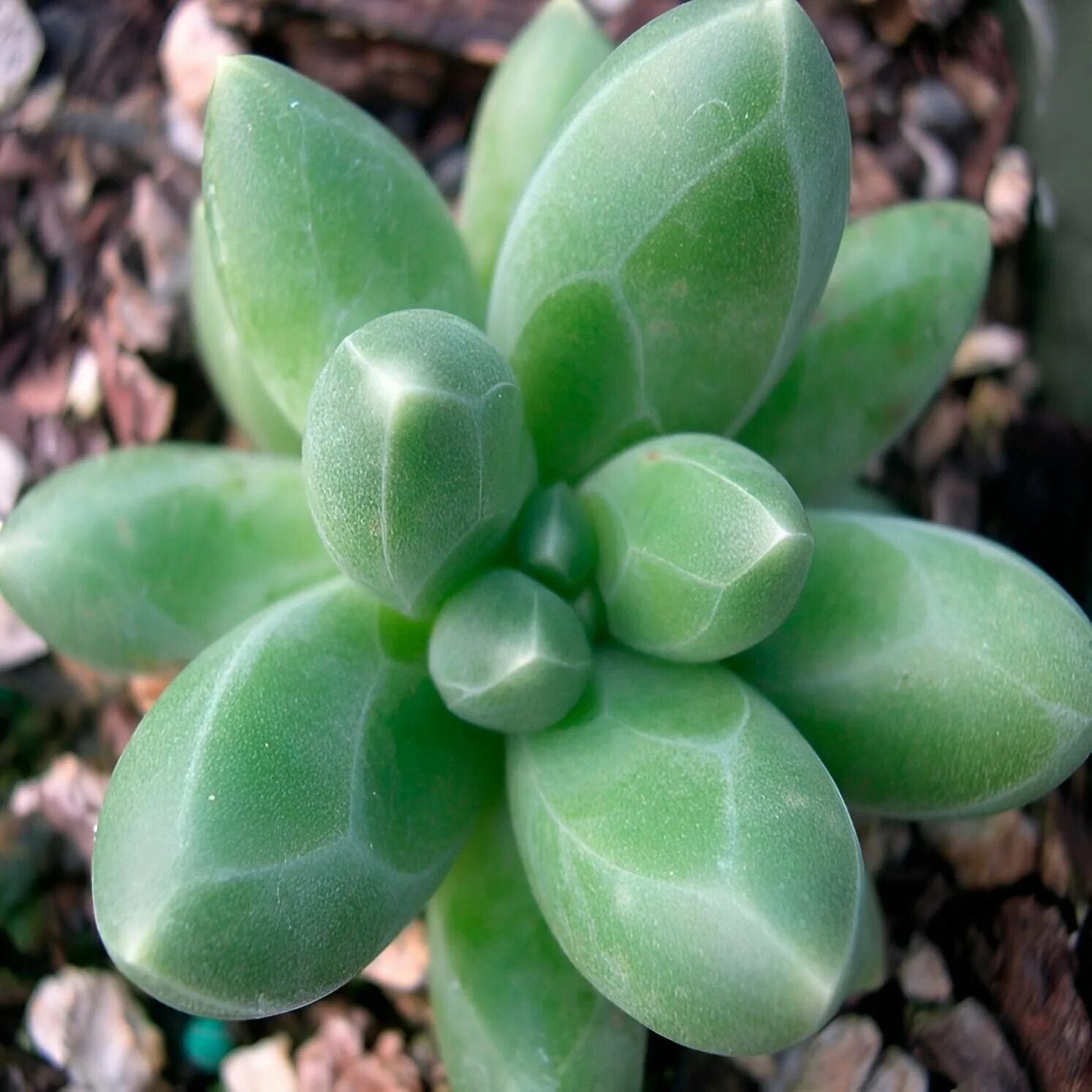 Растения с мясистыми листьями фото Пахифитум Фиткай Грин (Pachyphytum Fitkai Green) D5см - купить в интернет-магази