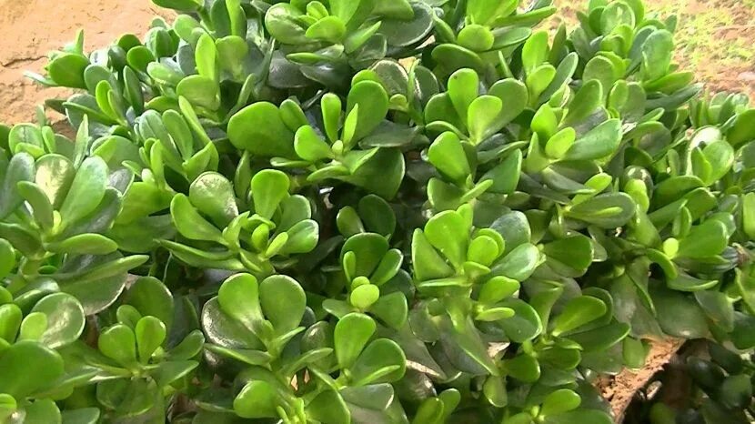 Растения с мясистыми листьями фото Cultivo y cuidado de una planta de jade Jade tree, Planting succulents, Crassula