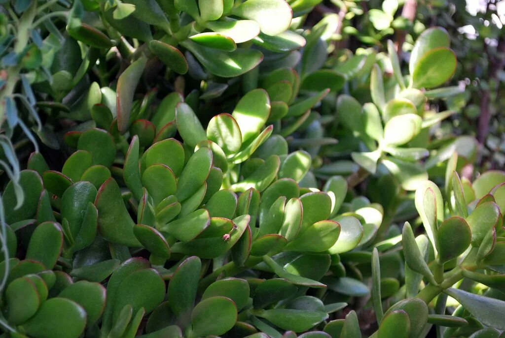 Растения с мясистыми листьями фото jade plant succulent Drought tolerant garden, Succulents, Jade plants