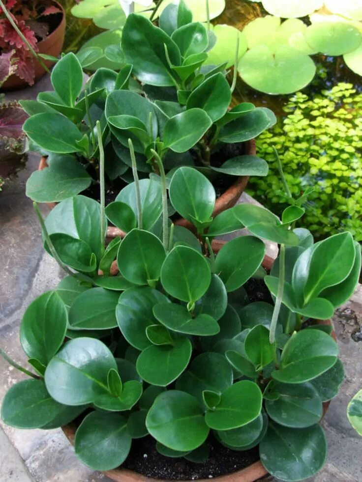 Растения с мясистыми листьями фото Peperomia obtusifolia (Baby Rubber Plant) - World of Succulents Peperomia plant,