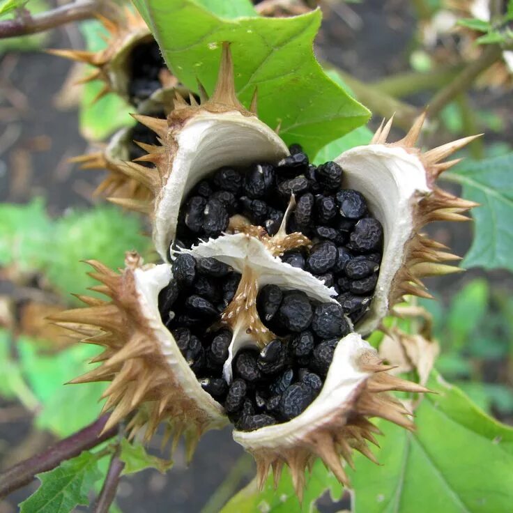 Растения с прилипающими семенами фото название HOW TO GROW THE ANGELS TRUMPET FROM SEED The Garden of Eaden Angel trumpet, Seed