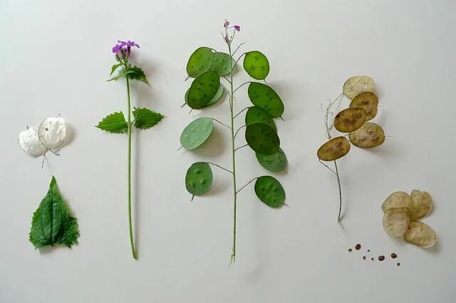 Растения с прилипающими семенами фото название Lunaria annua Nature collection, Plant study, Medicinal plants