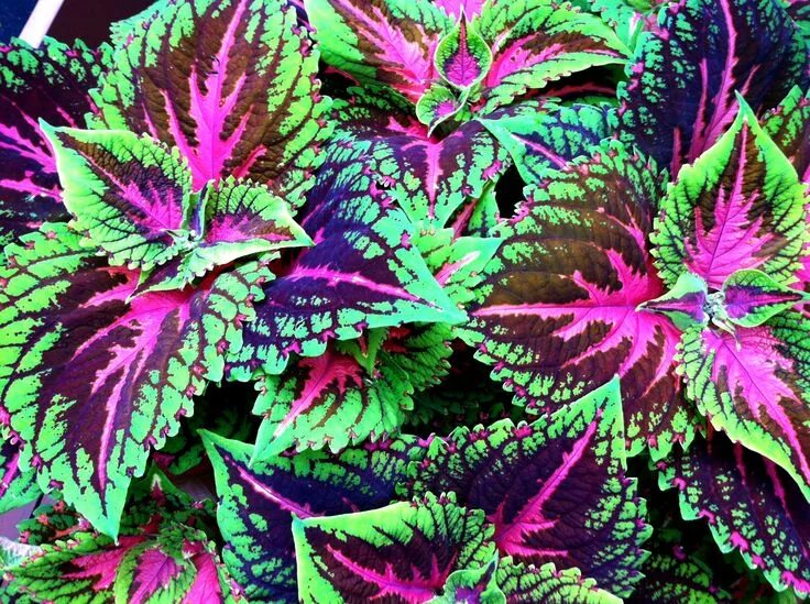 Растения с разноцветными листьями фото и названия Solenostemon (coleus) is a genus of flowering plants in the family Lamiaceae, na