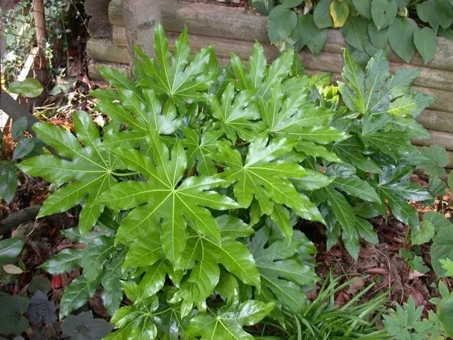 Растения с резными листьями фото Japanese Aralia 3-6 x 3-6 partial sun to shade. check cold tolerance in our area