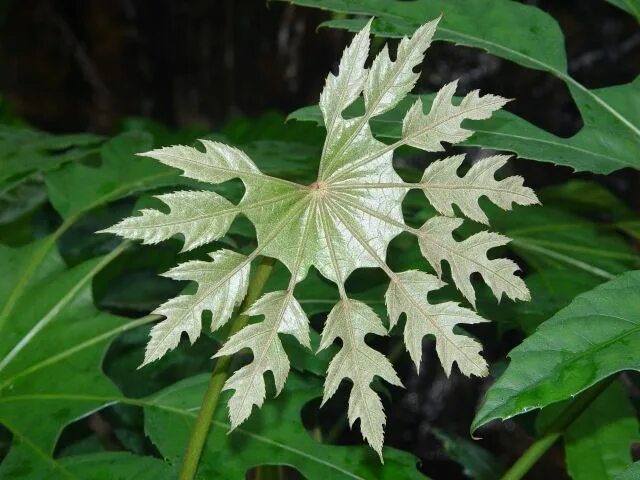 Растения с резными листьями фото Trevesia palmatai - Snowflake Aralia. Photo by Peter Vobořil Unique plants, Unus