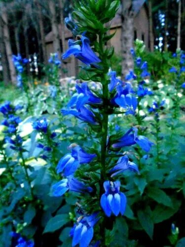 Растения с синими цветами фото TALL GREAT BLUE LOBELIA Cardinalis Siphilitica PERENNIAL Rare 300 Seeds eBay