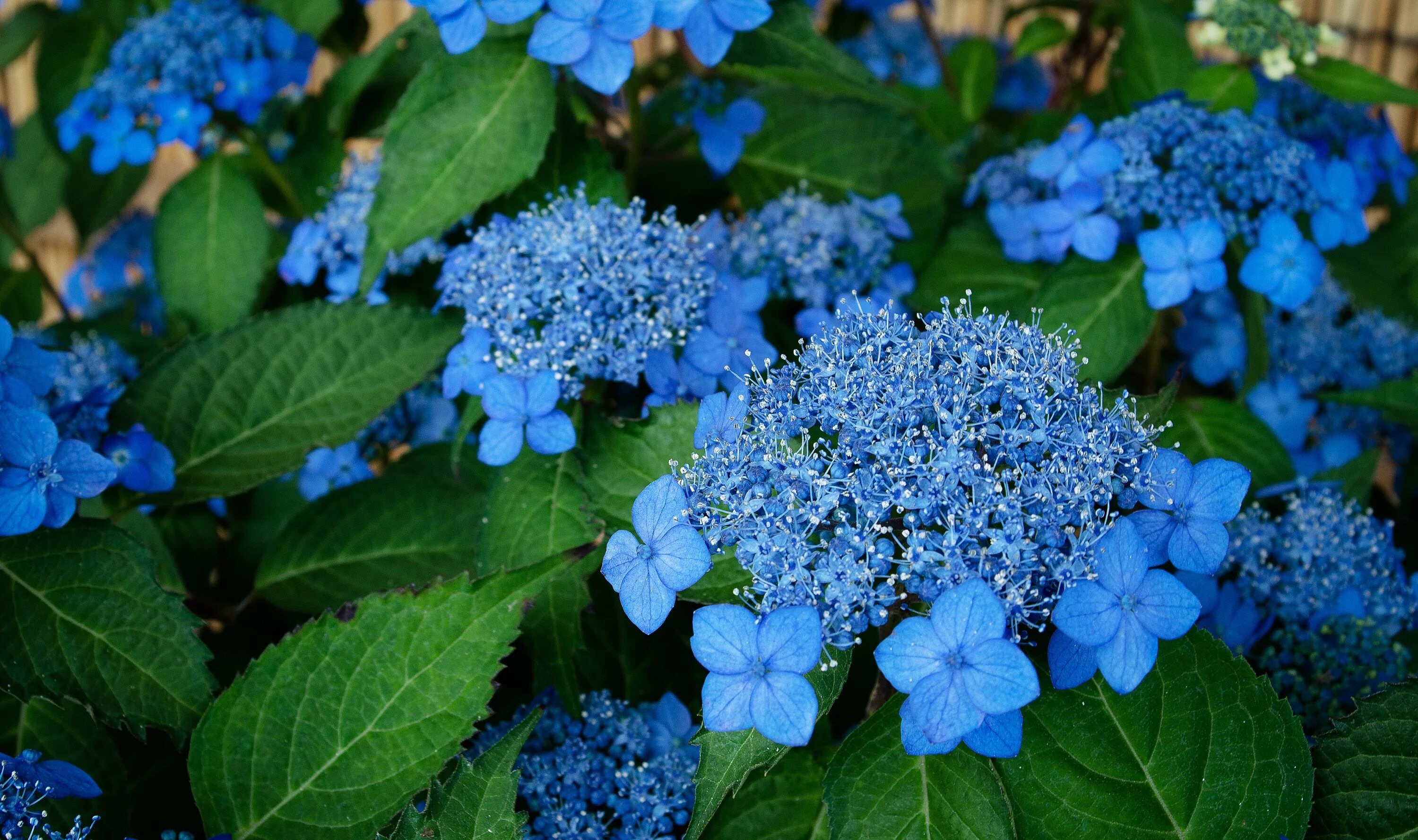 Растения с синими цветами фото Free Images : flower, flowering plant, blue, hydrangeaceae, hydrangea serrata, c