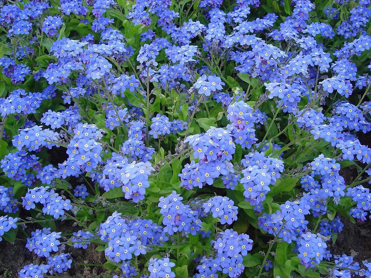 Растения с синими цветами фото Файл:Myosotis victoria dsc00894.jpg - Вікіпэдыя