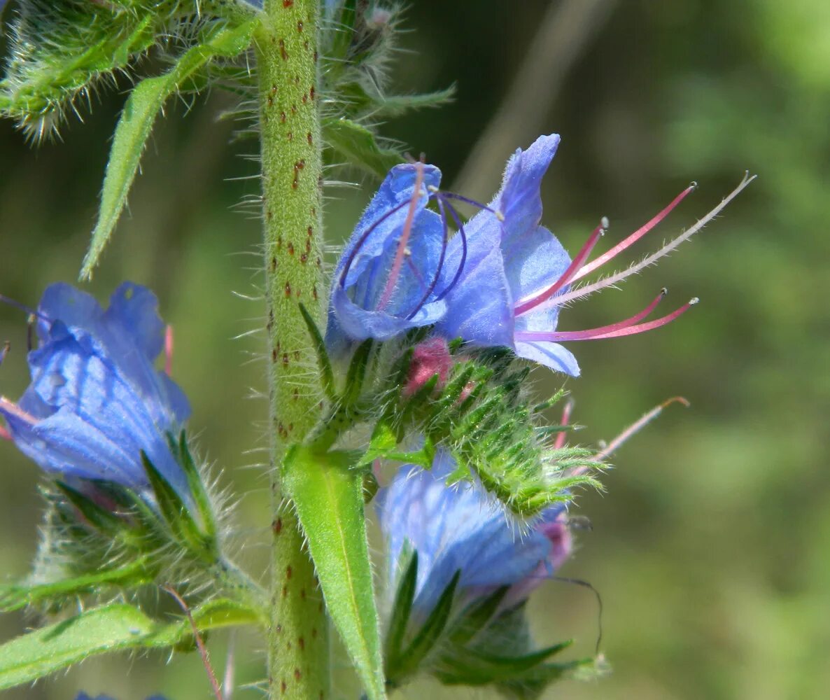 Растения с синими цветами фото Echium vulgare - Image of an specimen - Plantarium